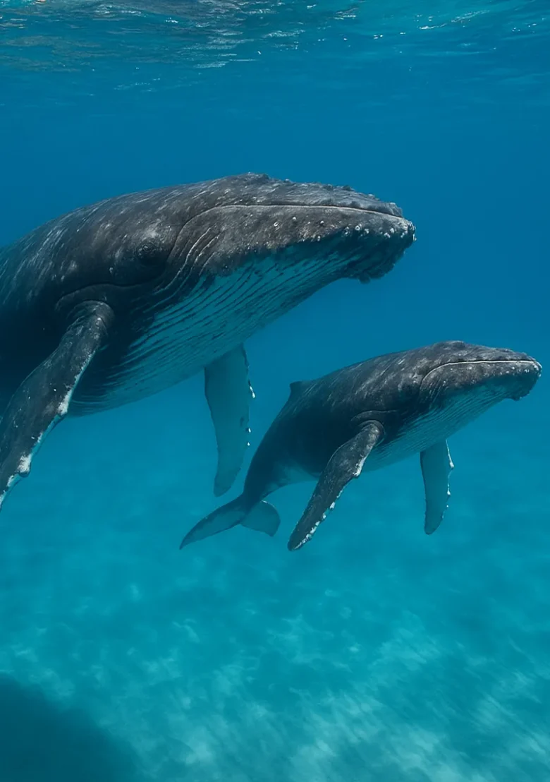 Deux baleines sous l’eau