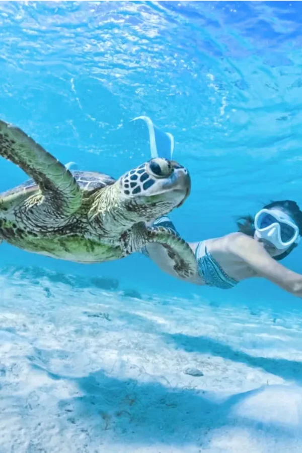 Tortue marine nageant sous l’eau