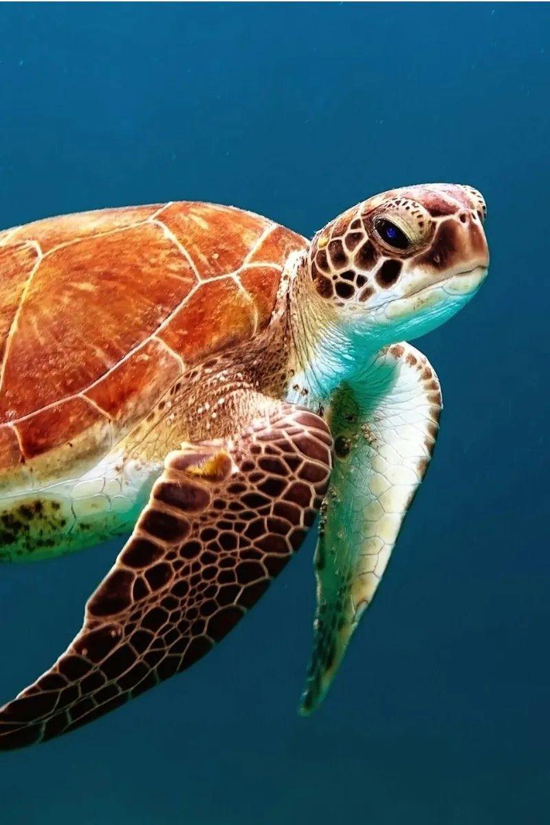 Tortue marine à Boa Vista, Cap-Vert